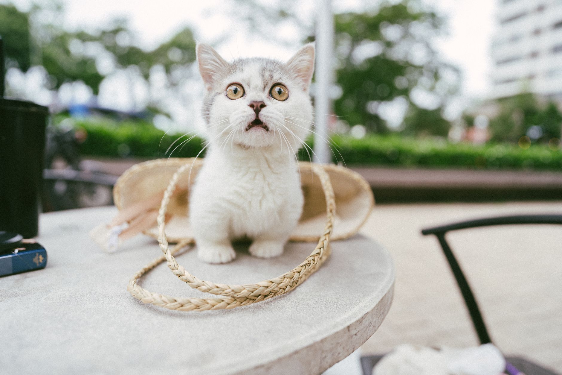 How Much to Fly a Cat on a Plane: 2026 Airline Fees and Rules