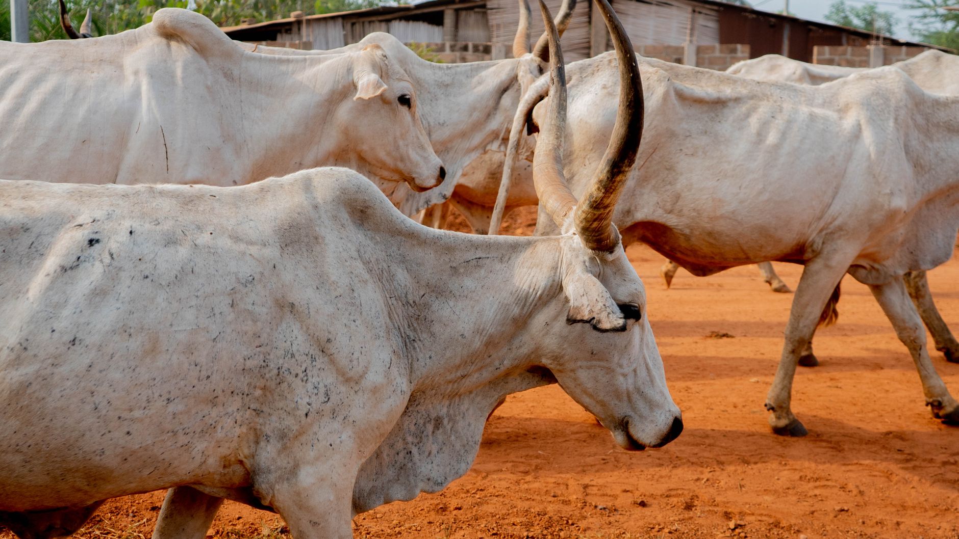 livestock farm herd