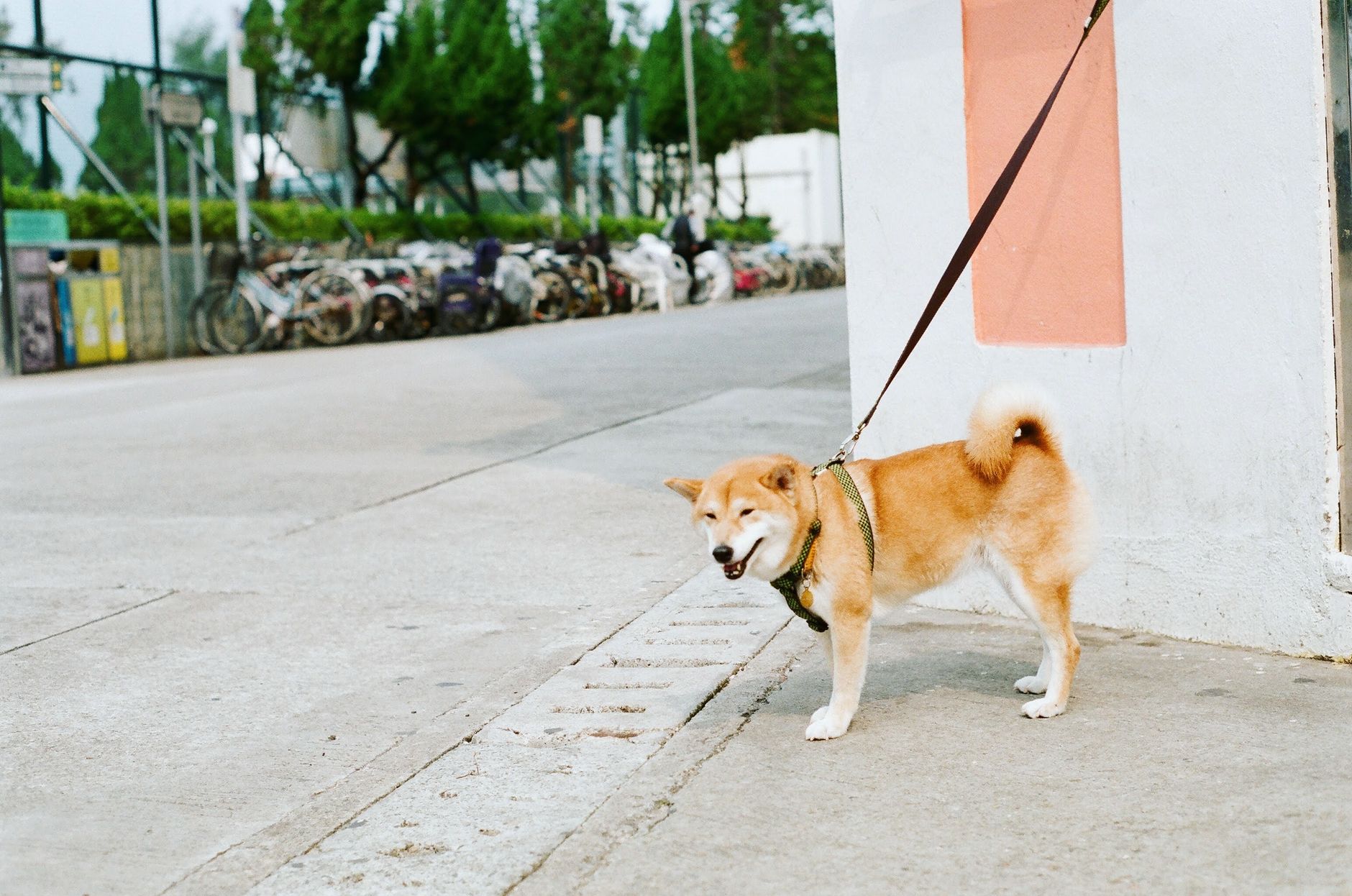 FAA Approved Dog Carrier: What the Rules Actually Mean