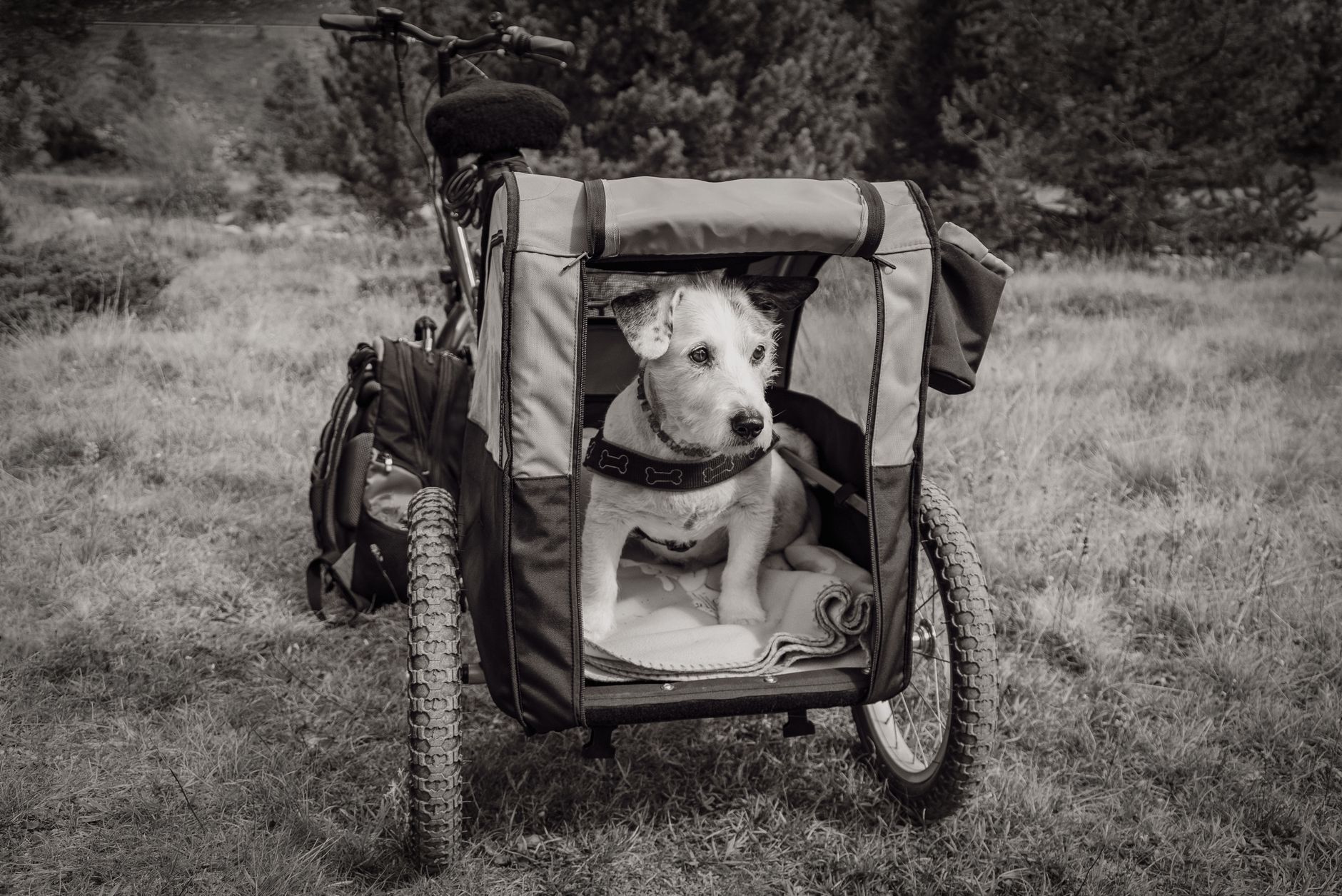 Southwest Rules for Dogs: Complete 2026 Guide to Fees, Carriers, and Booking