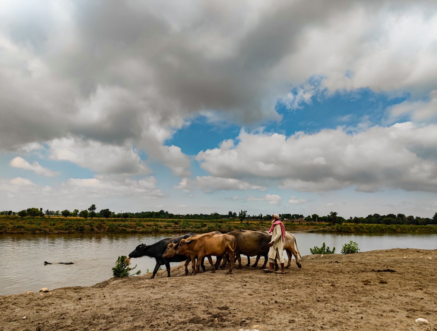 farmer with cattle in flooded pasture Pakistan