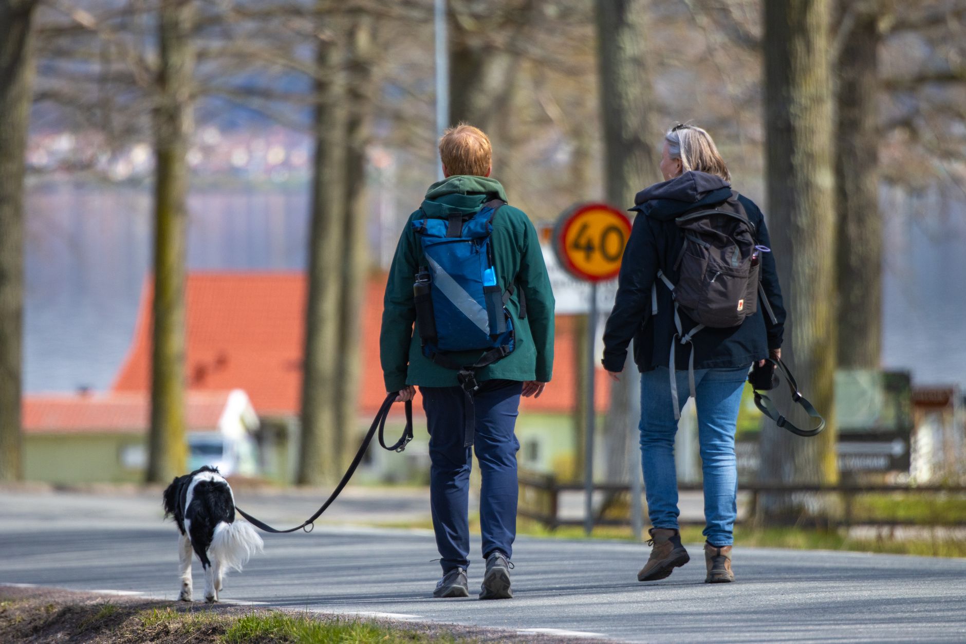 How to Import a Dog to the USA: CDC and USDA APHIS Rules Explained (2026)
