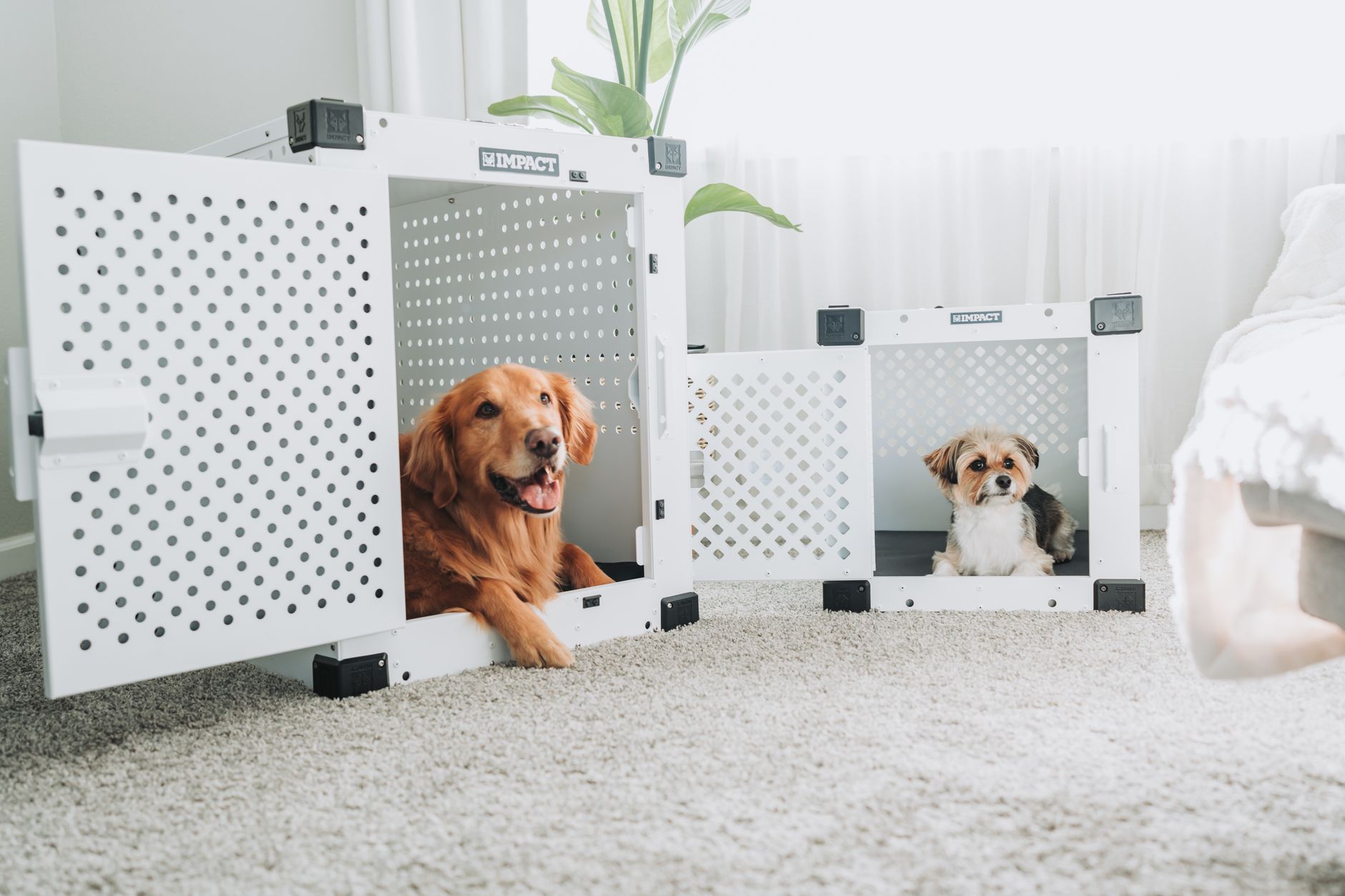 dog crate airport quarantine facility worker