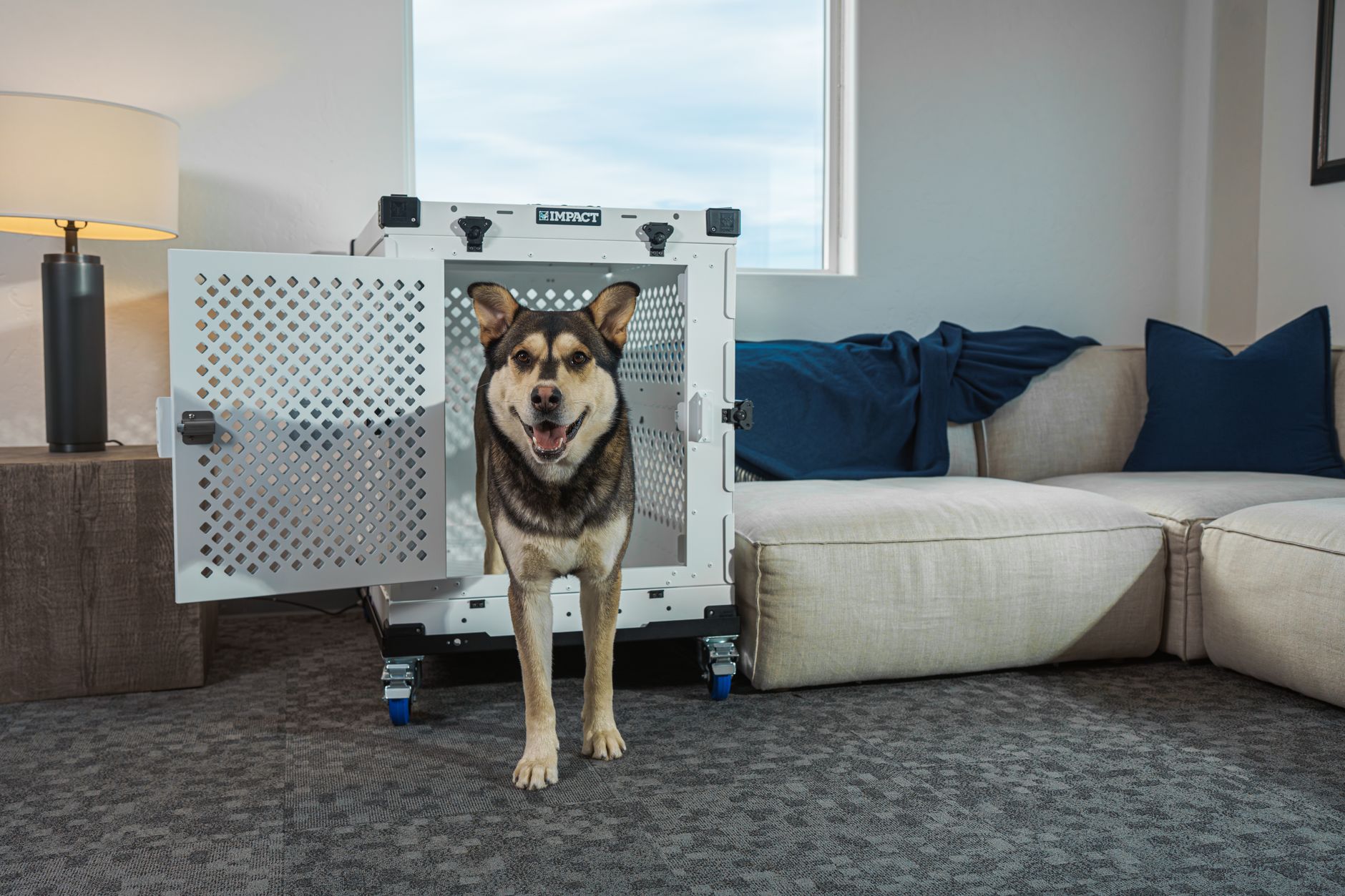 Cost of a Rabies Test for a Dog: Lab Fees, Titer Rules, and Bite Testing