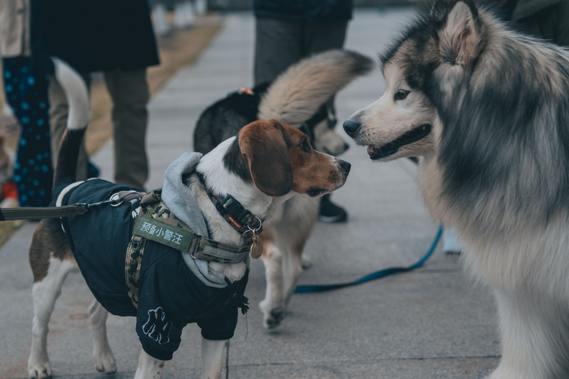 United Airlines Flying With Pets: 2026 Rules, Fees & Requirements