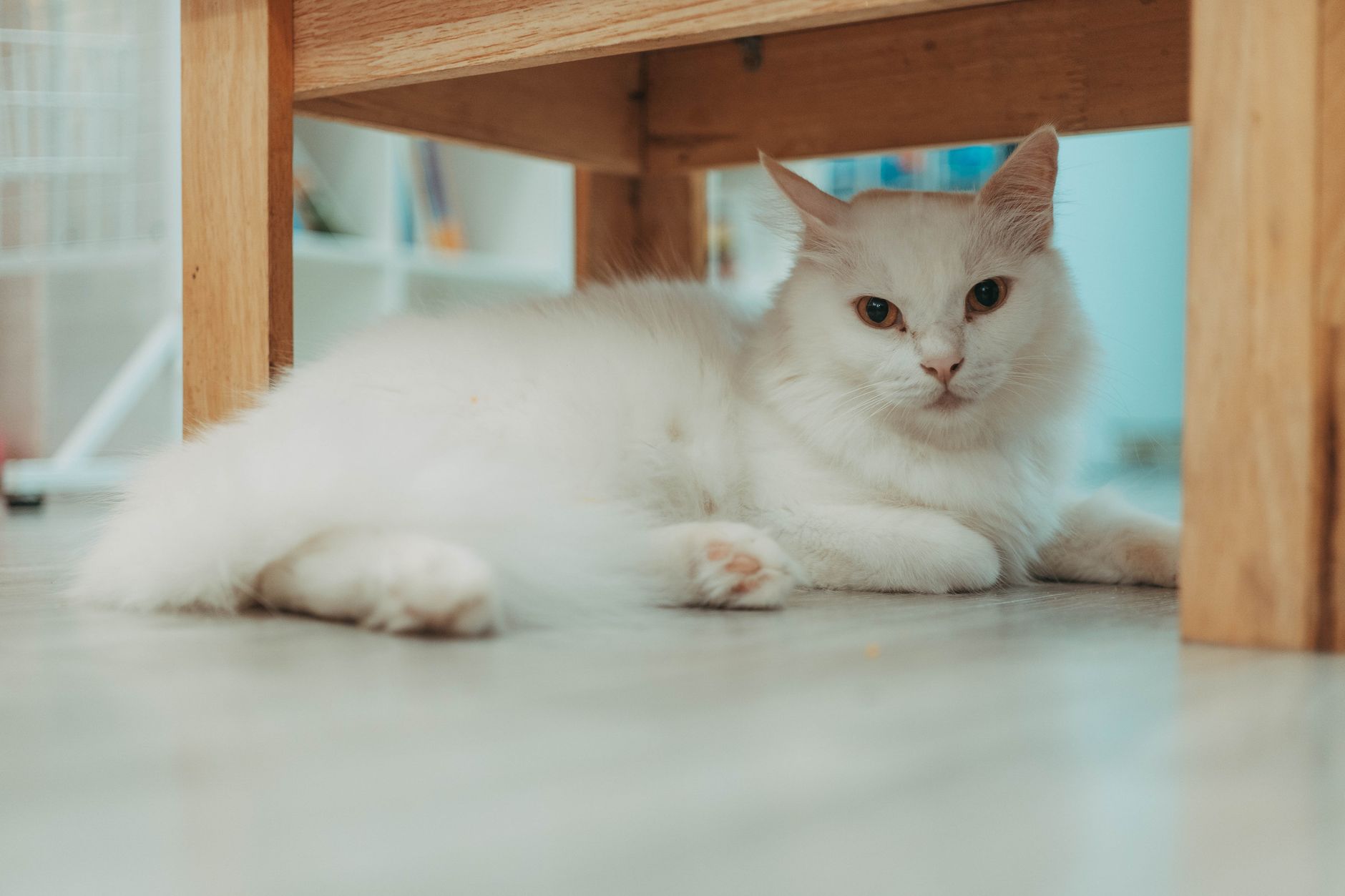 Cost to Fly a Cat on a Plane: 2026 Airline Fees, Vet Certificates & Total Budget