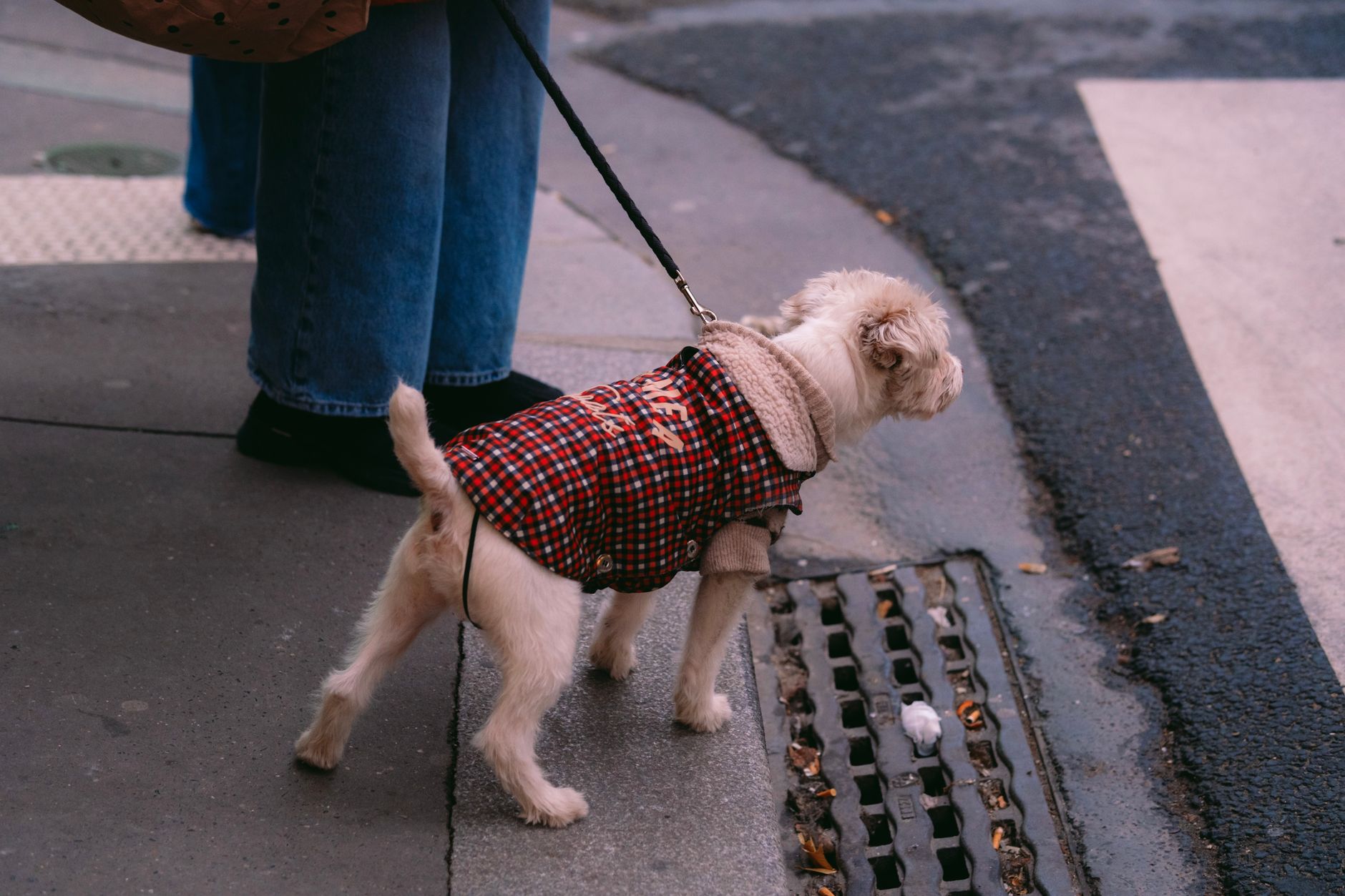 traveler walking leashed small dog airport security checkpoint