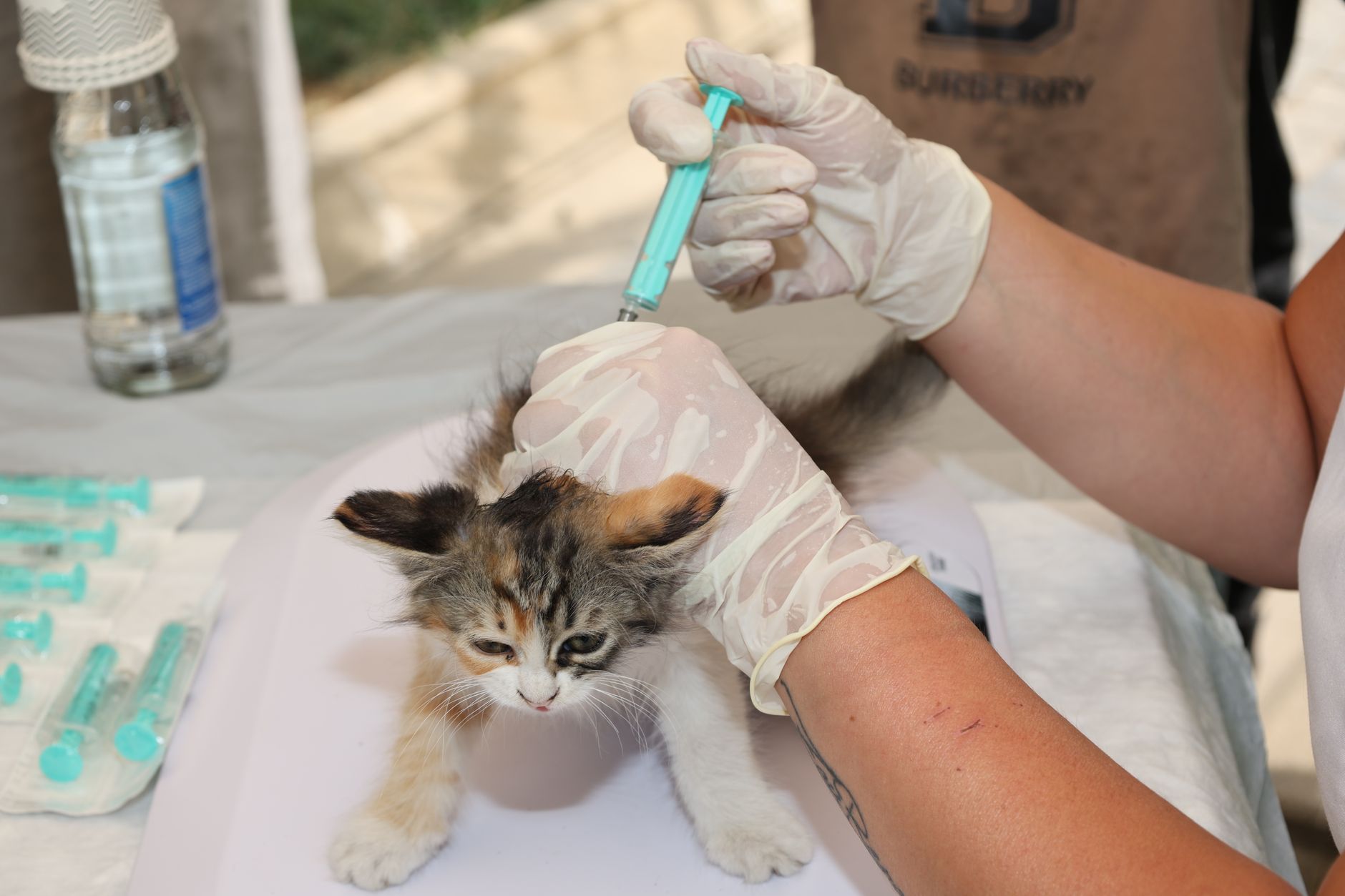 Pet Movers International: How Cross-Border Pet Relocation Works