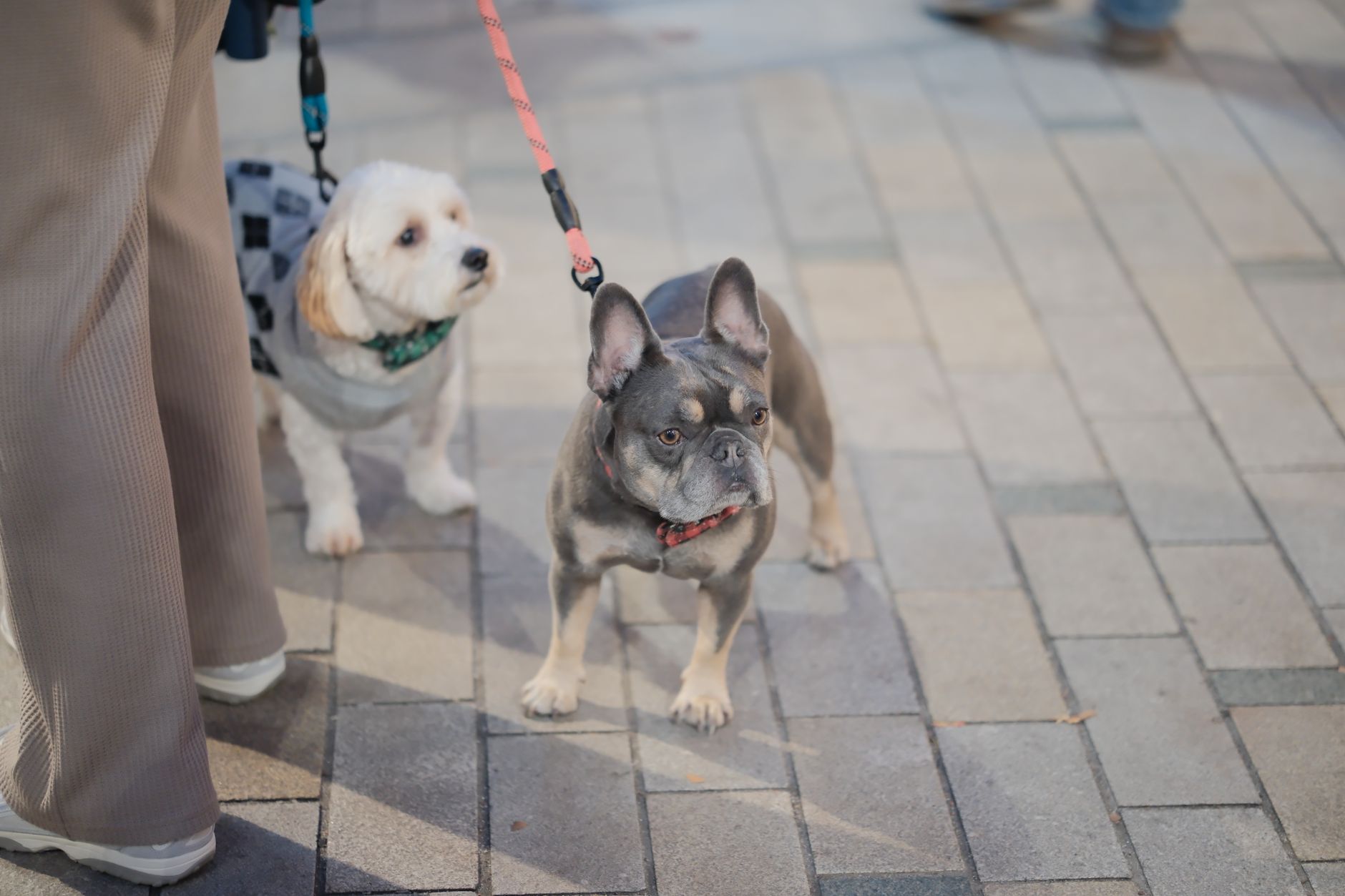 couple walking leashed dog eurostar terminal lobby