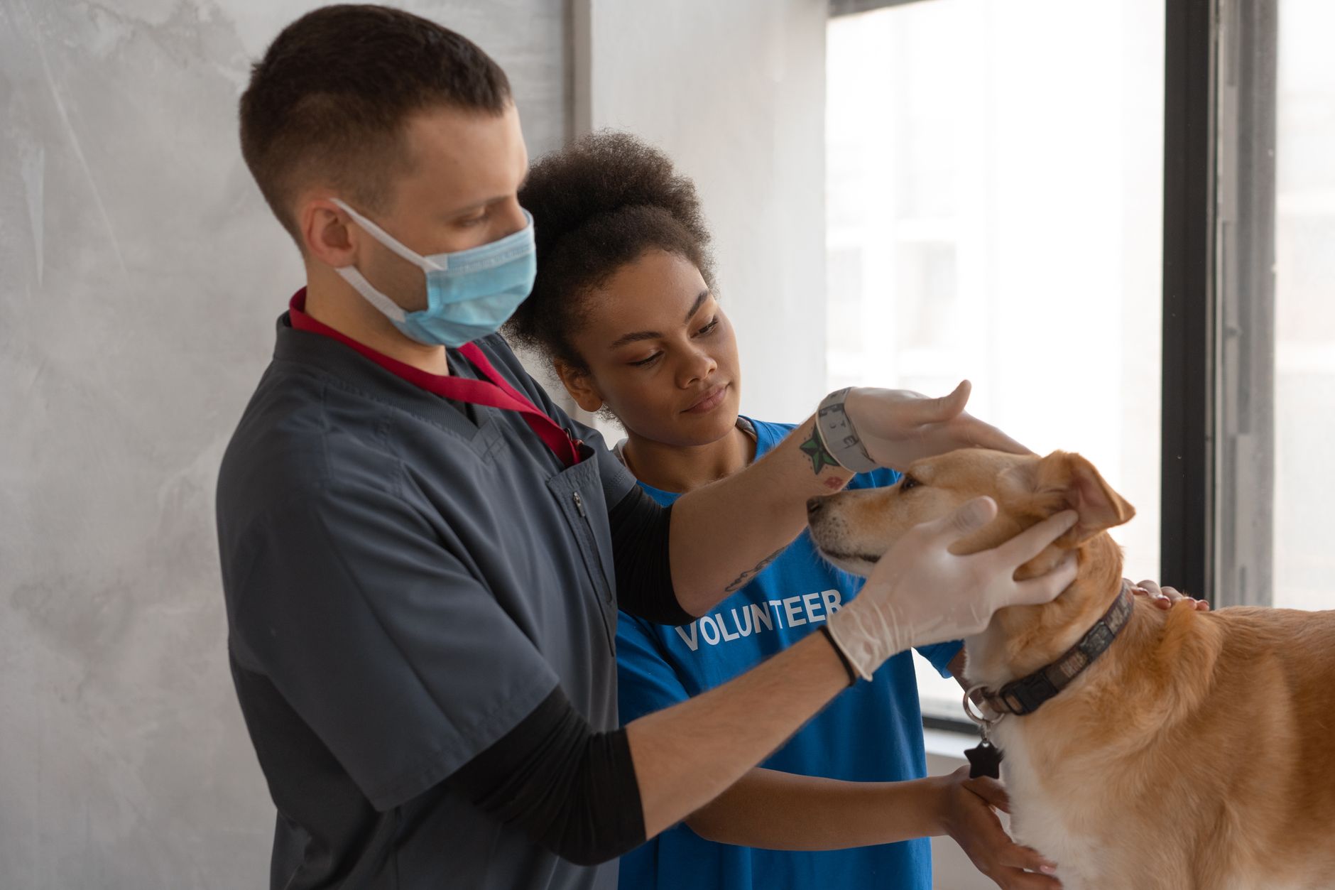 Animal Quarantine for Rabies: Rules, Timelines, and Global Standards (2026)