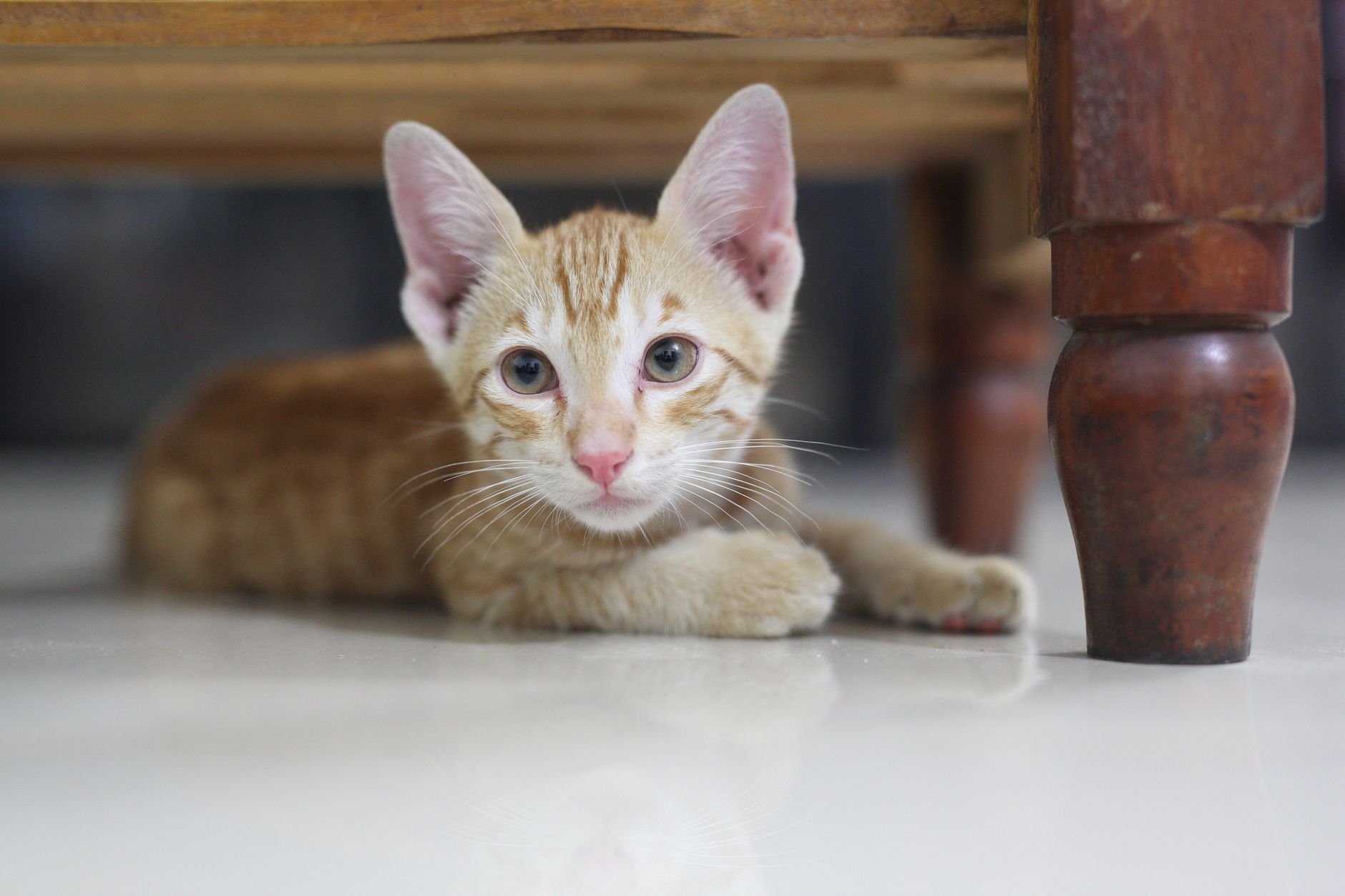 small tabby cat inside soft-sided airline carrier under airplane seat