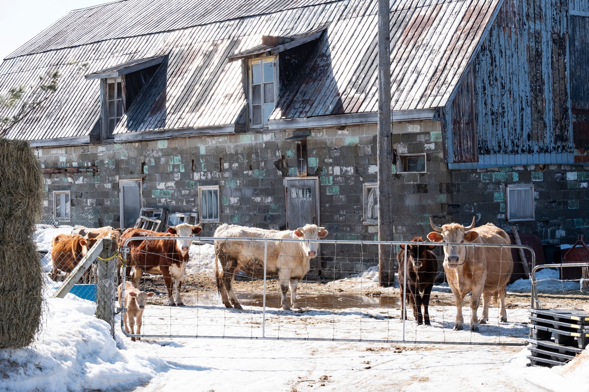 quarantine barn facility livestock isolation Canadian farm