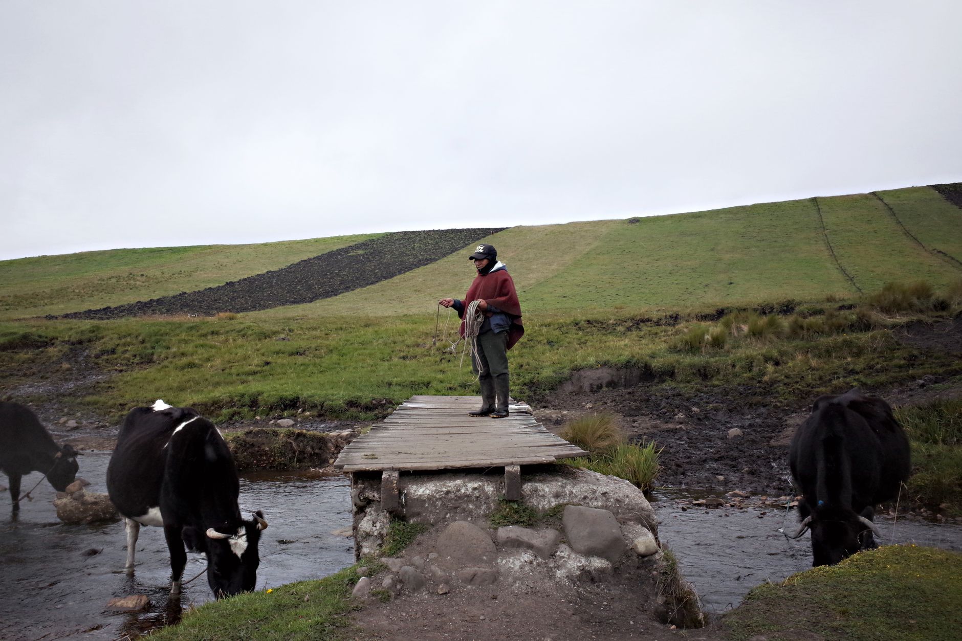 farmer using smartphone to photograph cow muzzle in flooded pasture