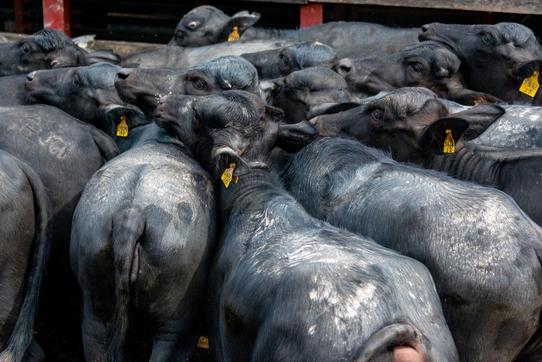 veterinarian inspecting cattle at border quarantine pens