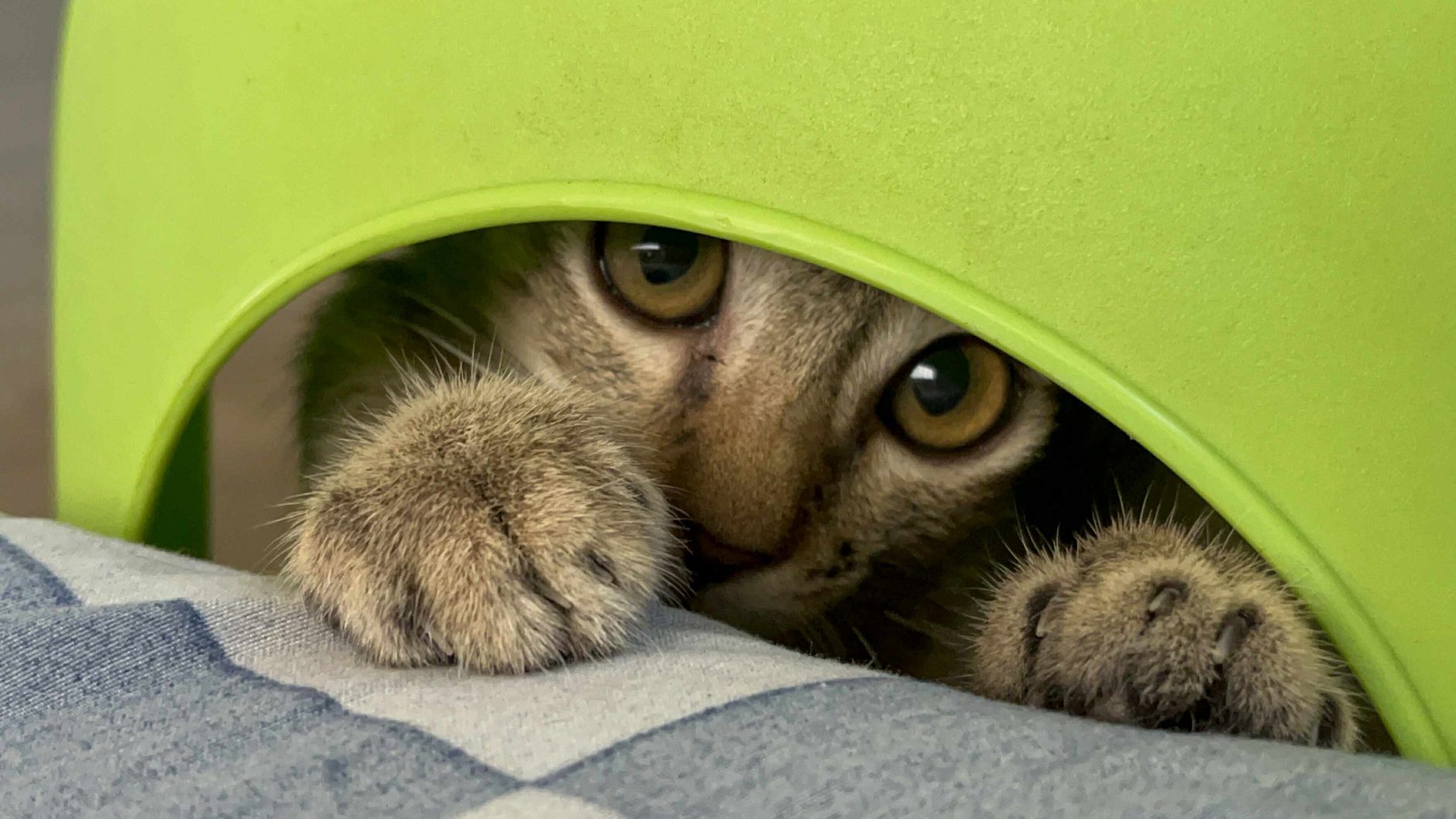 tabby cat peeking out of travel carrier at departure gate