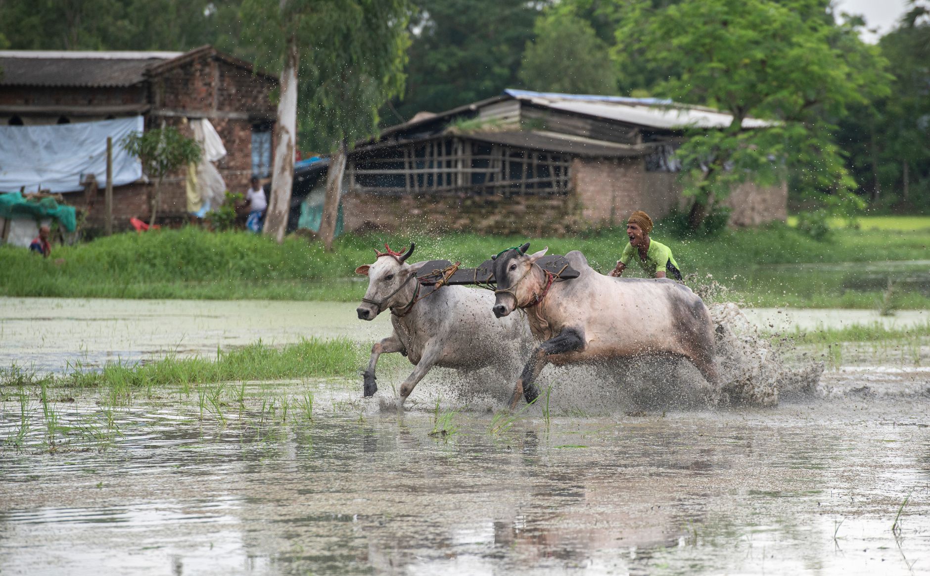 farmer leading cattle through flooded pasture after monsoon rains