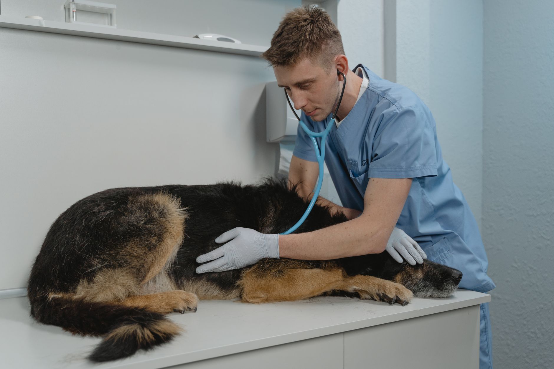veterinarian scanning microchip hungarian shepherd clinic table