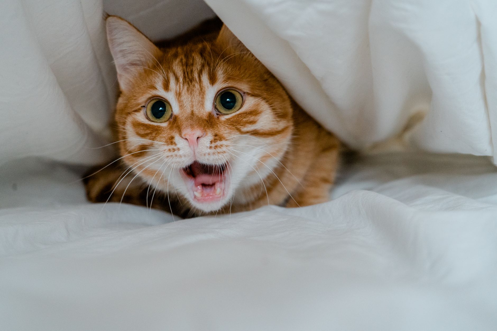 tabby cat soft airline cabin pet carrier under airplane seat