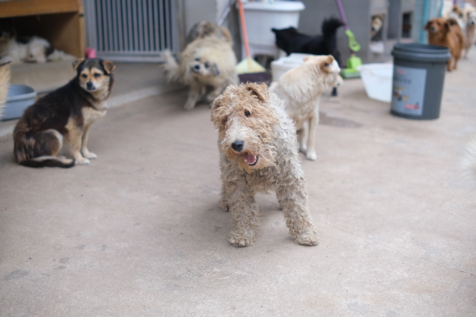 Pet Quarantine Explained: Rules, Duration, and How to Avoid It