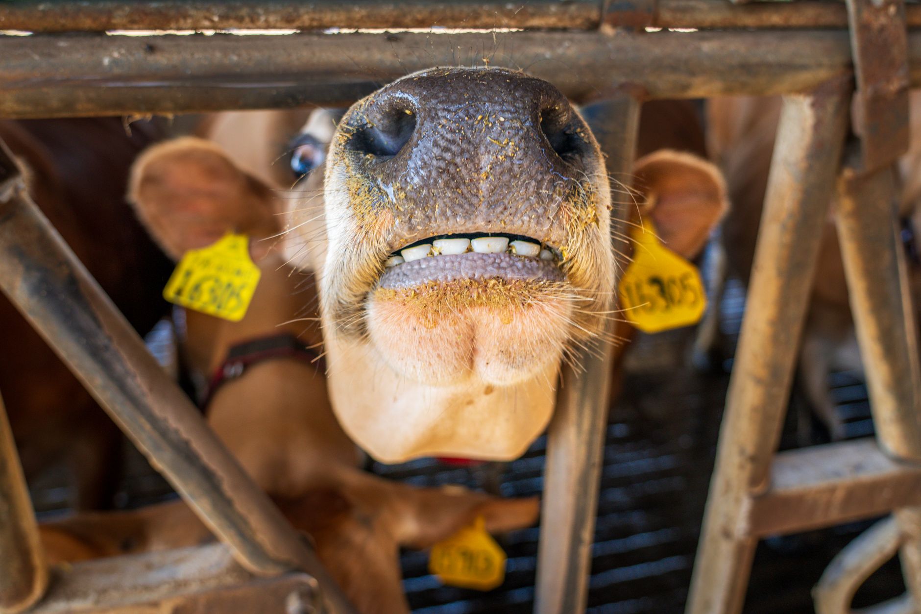 cattle teeth close up