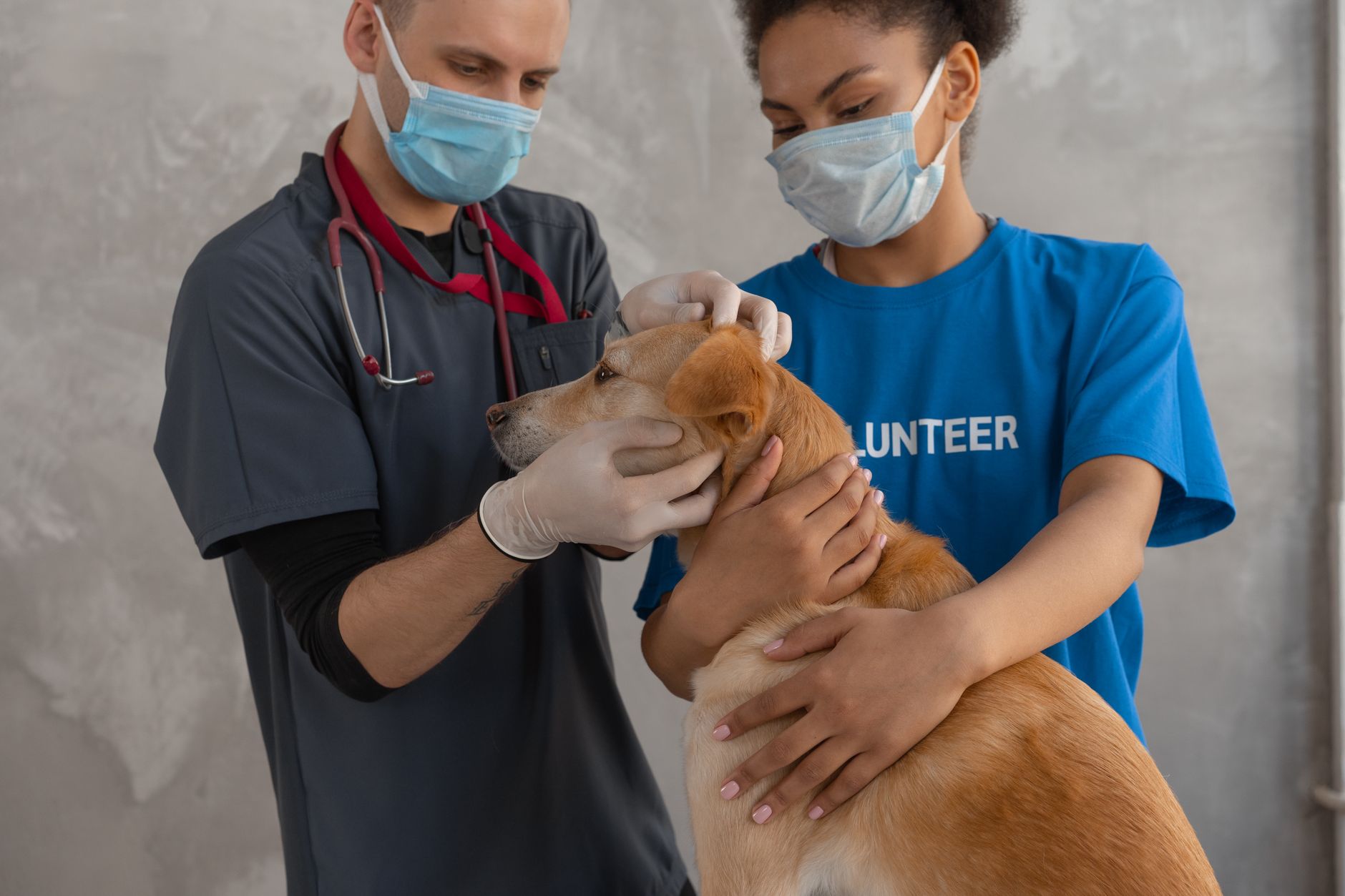veterinarian examining dog with clipboard in rural farm animal clinic