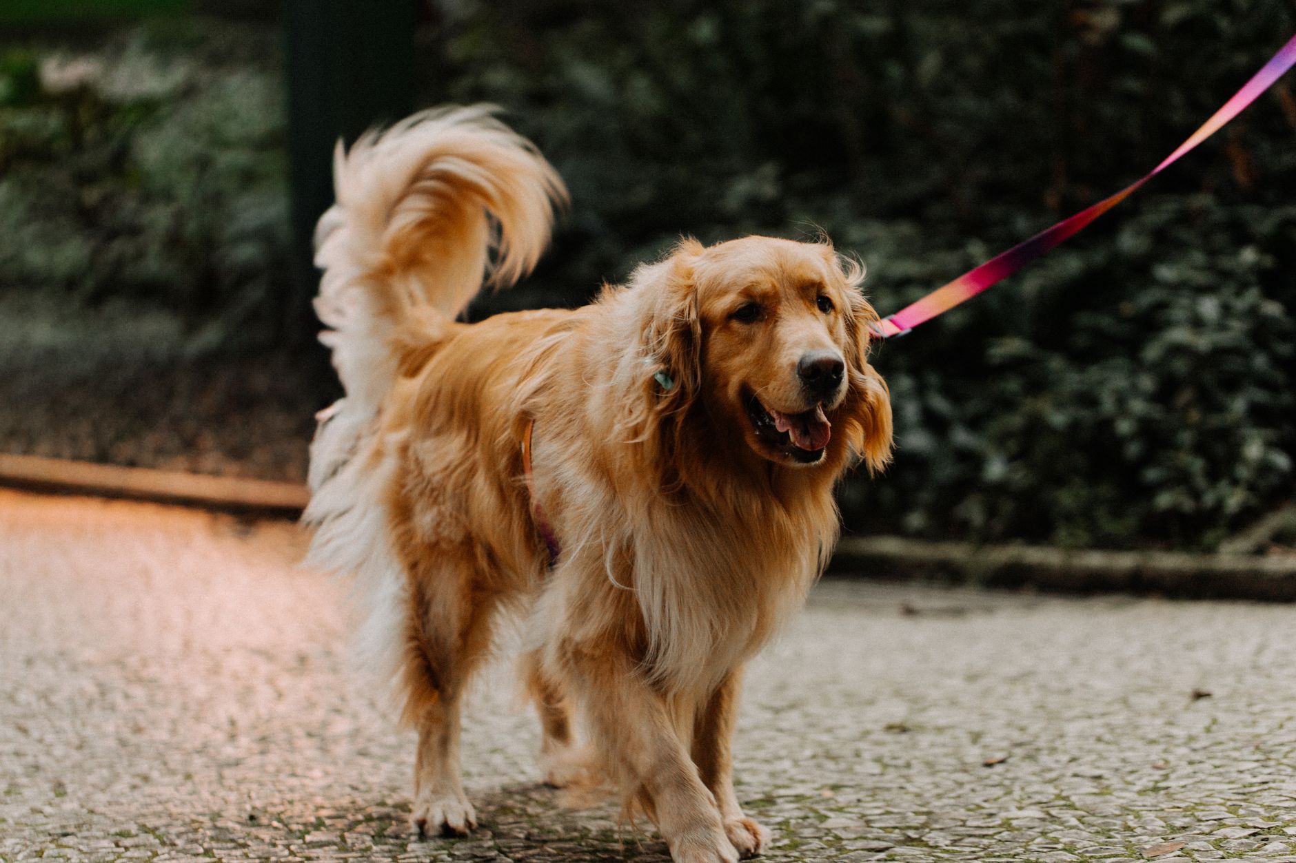 golden retriever on leash at airport security checkpoint