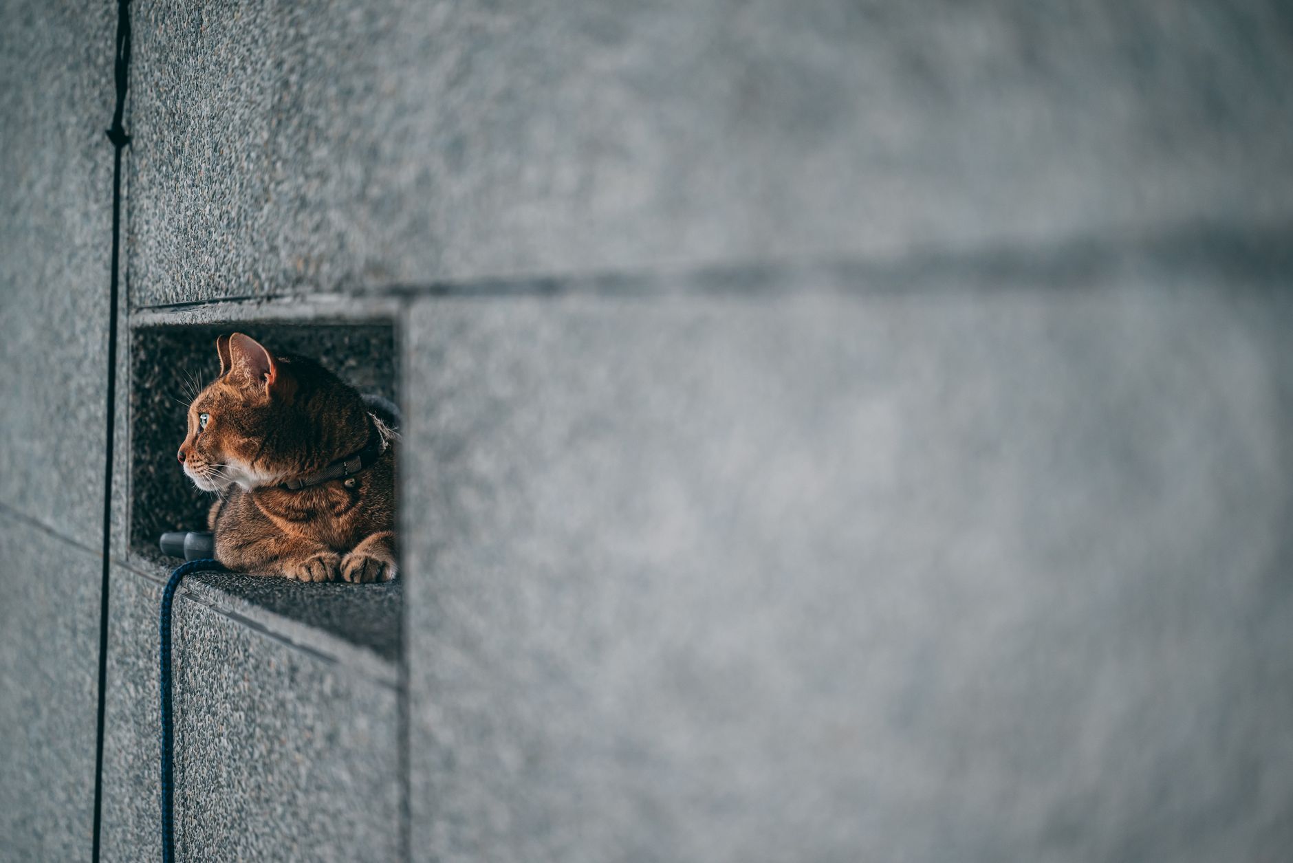cat peeking out of travel carrier at airport gate
