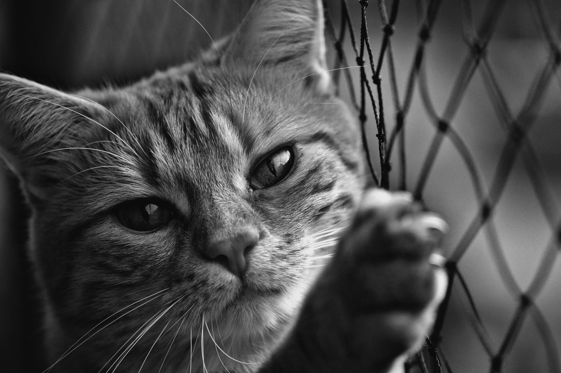 Best Airline Approved Cat Carrier: Size, Fit, and Fee Guide