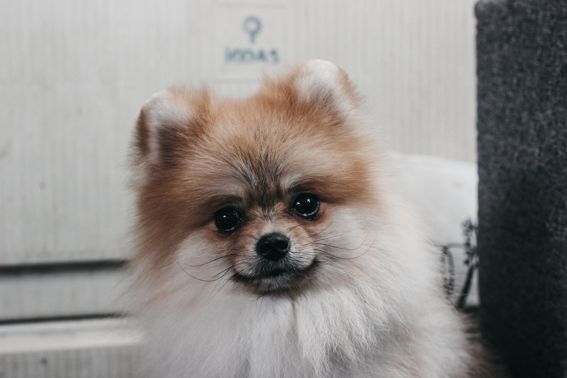 How Much Is a Doggy Passport? Costs by Country (2026)